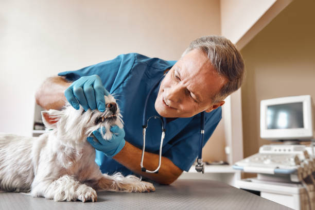 Best Cosmetic Emergency Dentistry in Rutherfordton, NC